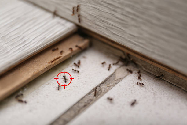 Wasp Removal Services in Cornwall, PA